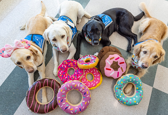 Two yellow labs, a black lab and a golden retriever lie on the floor behind colorful inflatable and stuffed donuts.