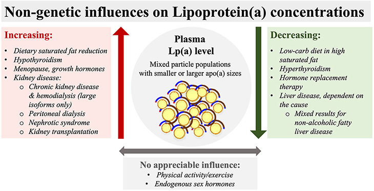 Chart with three columns listing effects on lipoprotein(a)