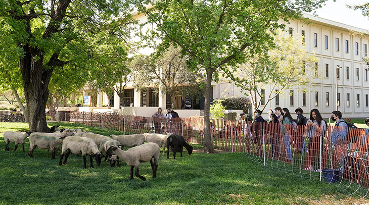 sheep grazing with students watching