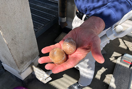 Falcon eggs being held in a hand