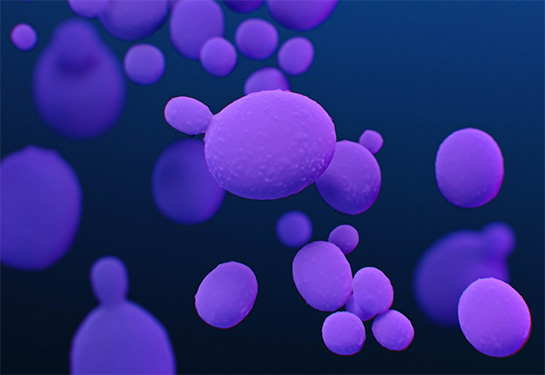 A medical illustration of Candida auris fungal organisms showing different sizes of round lavender and purple blobs against a blue background. 