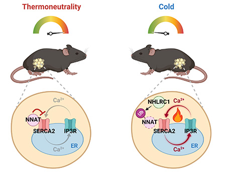 Two mice with arrows pointing down to cells below them