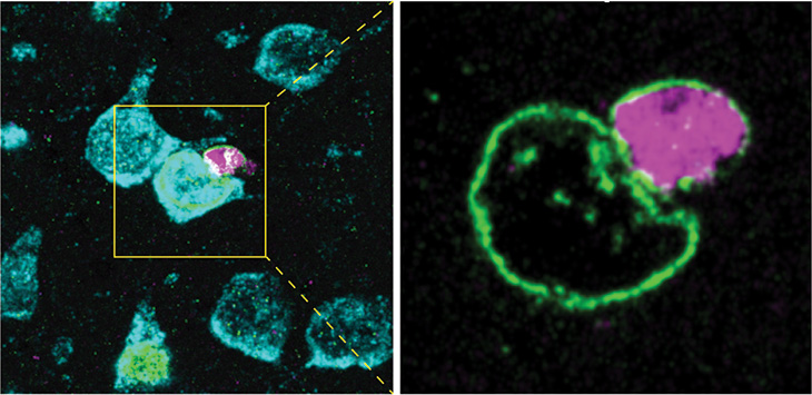 Obraz akumulacji rybosomalnych neuronów reporterowych (na zielono) w mózgu dorosłej myszy