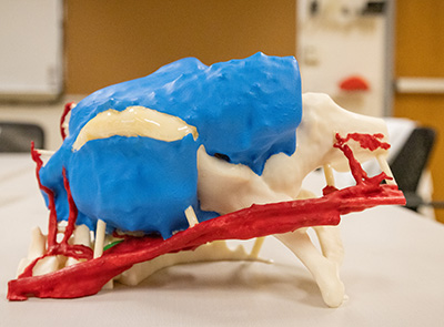 Blue, white and red plastic 3D model of a woman's pelvis