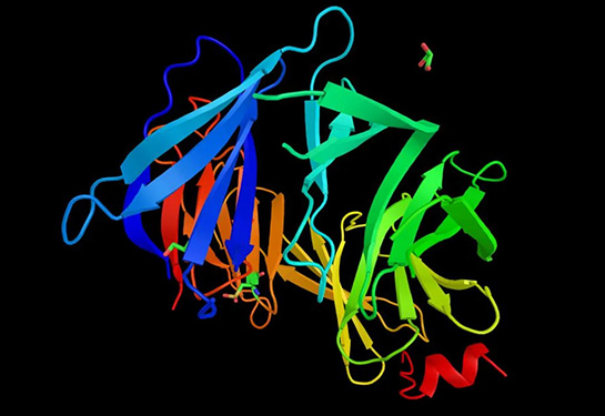 Ribbon structure of the BRCA2 protein