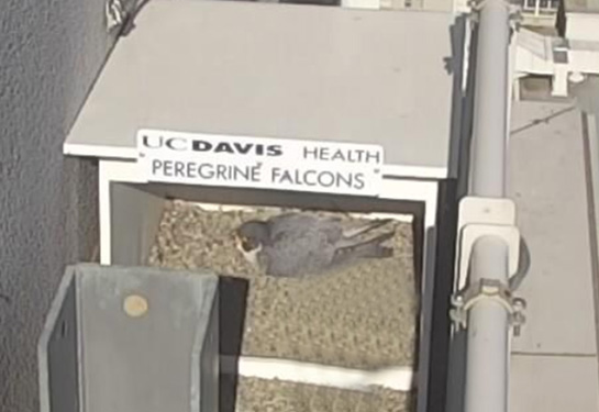 Peregrine falcon sitting in nest located in white box