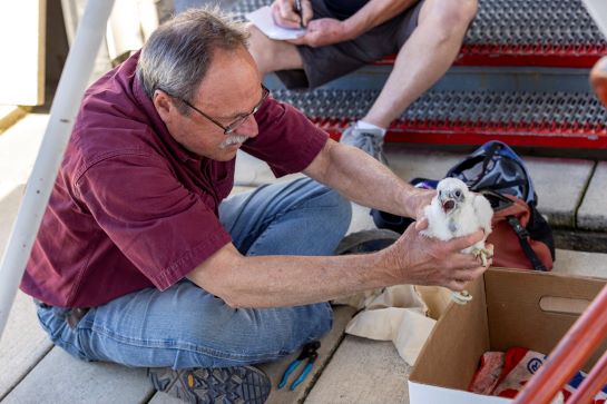 Man wearing red shirt and jeans holds white peregrine falcon chick in his hands
