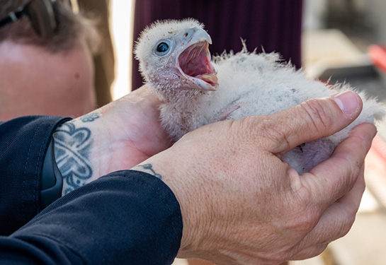 Two hands hold a fluffy white peregrine falcon chick