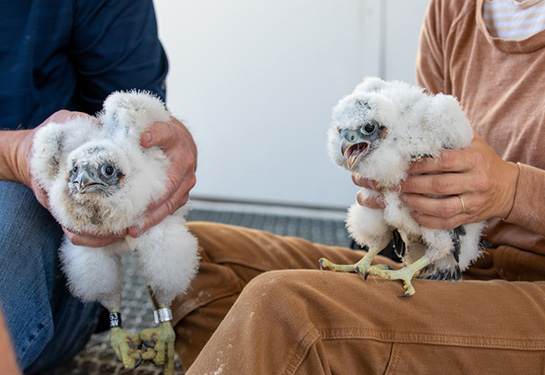 Two sets of hands each holding a white falcon chick