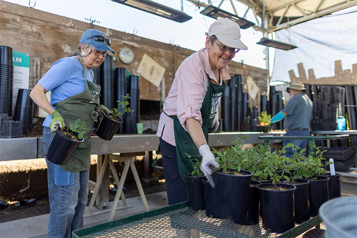 Two senior women wearing baseball caps, aprons, and gloves place plants in black one-gallon containers on a tray in a nursery. 