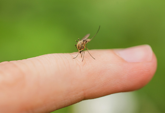 Mosquito sitting on human finger with green background
