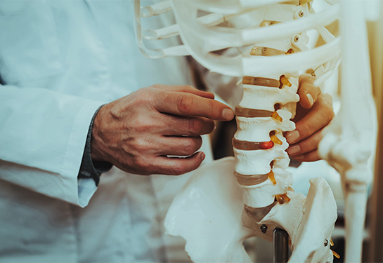 Doctor is holding and showing vertebrae on skeleton model.