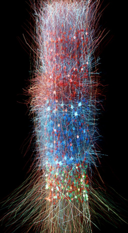 A multi-colored simulated column showing 10,000 neurons with millions of connections. The background is black. 