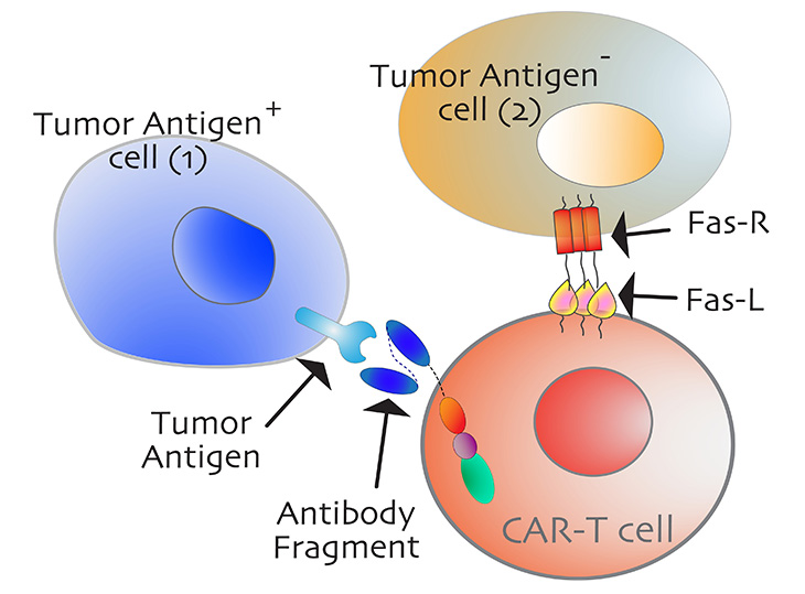 A graphic shows two circles in blue and gold representing tumor cells and a red circle representing CAR-T immunotherapy. 