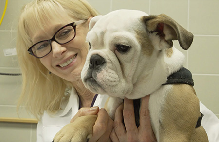Beverly Sturges, professor emerita and neurosurgeon at UC Davis School of Veterinary Science, with Spanky, a bulldog puppy Beverly Sturges, professor emerita and neurosurgeon at UC Davis School of Veterinary Science, with Spanky, a bulldog puppy 