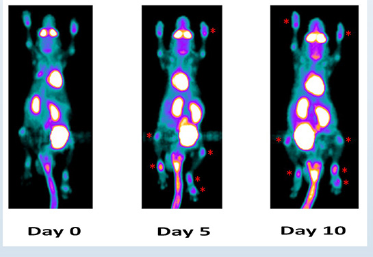PET scans in rainbow colors of mice