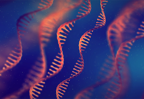 Red strands of RNA are shown against a dark blue background.