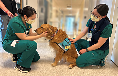 Two health care workers in green scrubs kneel down to pet a golden retriever wearing a blue service dog vest