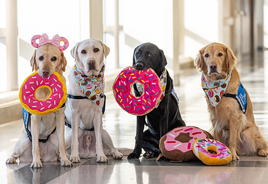 Two yellow labs, a black lab and a golden retriever sit with stuffed donut toys