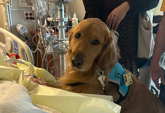 A golden retriever wearing a blue service dog vest leans against the side of a patient’s bed. 