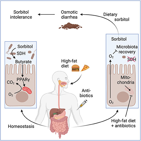 A graphic shows the digestive system with closeups of the digestive lining with sorbitol intolerance compared to healthy lining. 