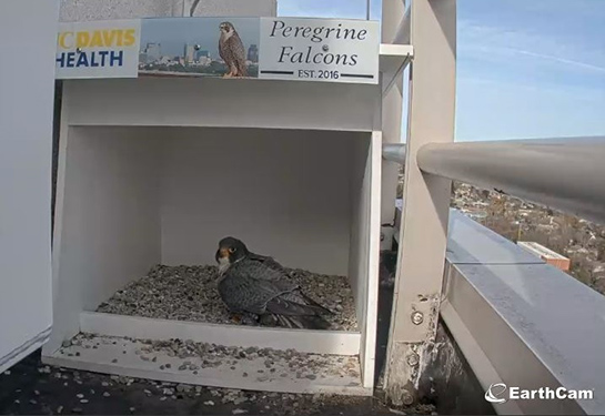 A peregrine falcon has returned to the nest.