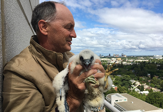 Bill Corbett with a baby falcon in 2020.