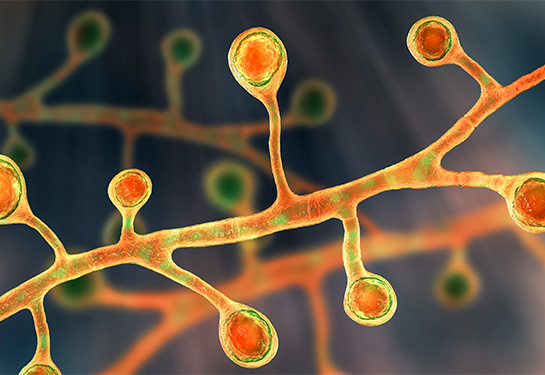 3D illustration of Blastomyces fungi in a filamentous form