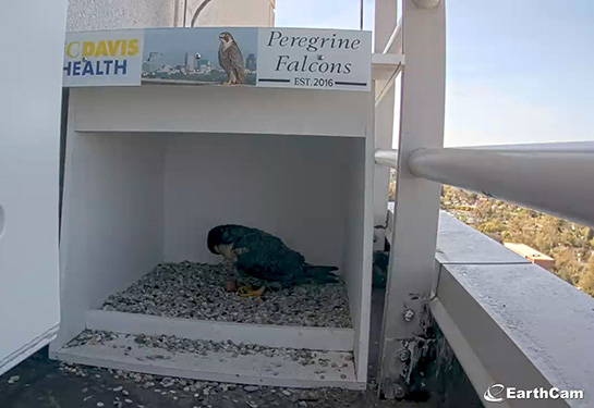 Peregrine falcon inside its nest