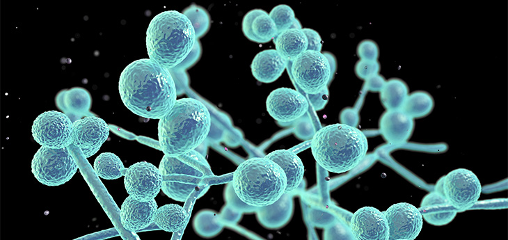 Illustration of candida fungi in teal over a black background