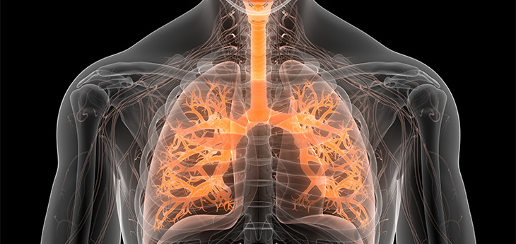  Human respiratory system and lungs highlighted in orange