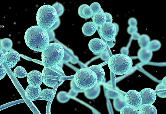 Illustration of candida fungi in teal over a black background