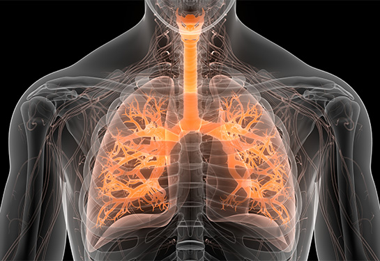  Human respiratory system and lungs highlighted in orange