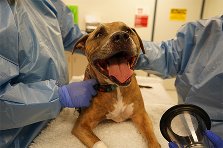 A brown dog getting ready to get a treatment through an inhaler 