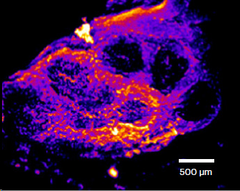 Pseudo-colored map of the Peyer's patch region showing the electrically negative FAEs surrounded by the relatively more positive villus epithelium