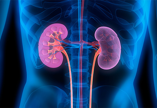 3D illustration of human kidneys with cross-section