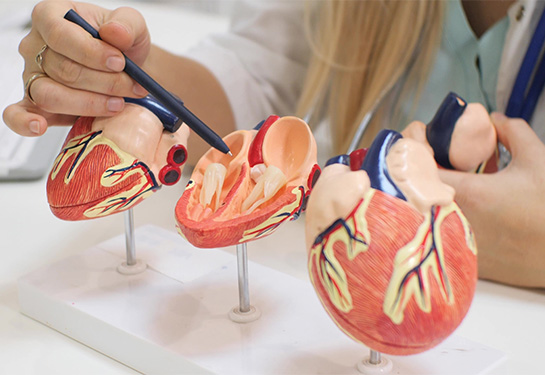 Opened model of the heart, with cardiologist showing the anatomy of its structure