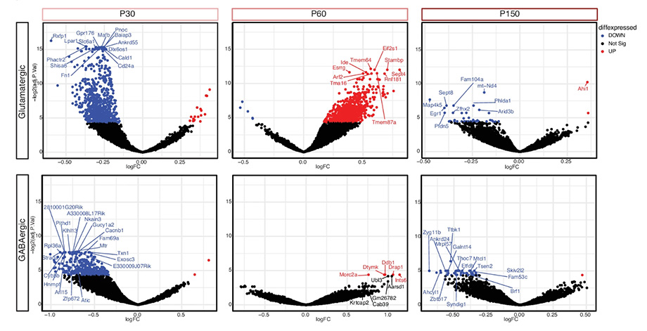 An example of the seesaw in gene response changes over time. 