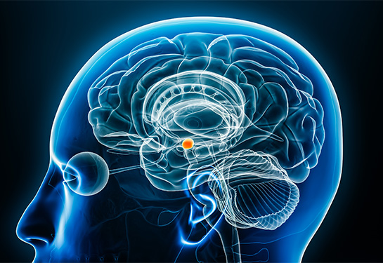 An illustration of a transparent human skull, showing the inner workings of the brain in blue and white. 