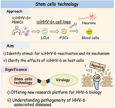 The diagram explains the aim and significance of the HHV-6 study. The researchers will use stem cell technology to develop neurons with integrated HHV-6 