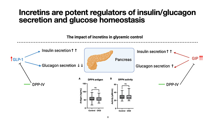 Chart with picture of pancreas in the middle and charts showing what happened to GLP-1, GIP and DPP4 activity during the clinical study.