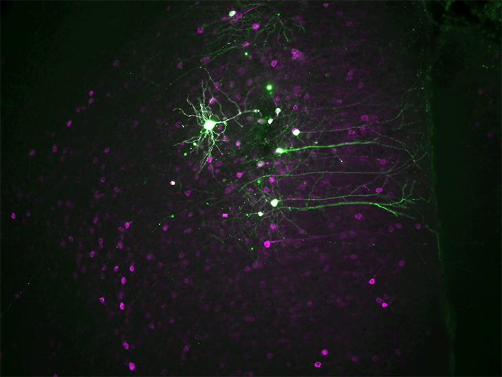 A magnified image of the prefrontal cortex of a mouse brain injected with ScFLARE2, in purple, and a light-responsive channel in psychedelic-activated neurons in green. 