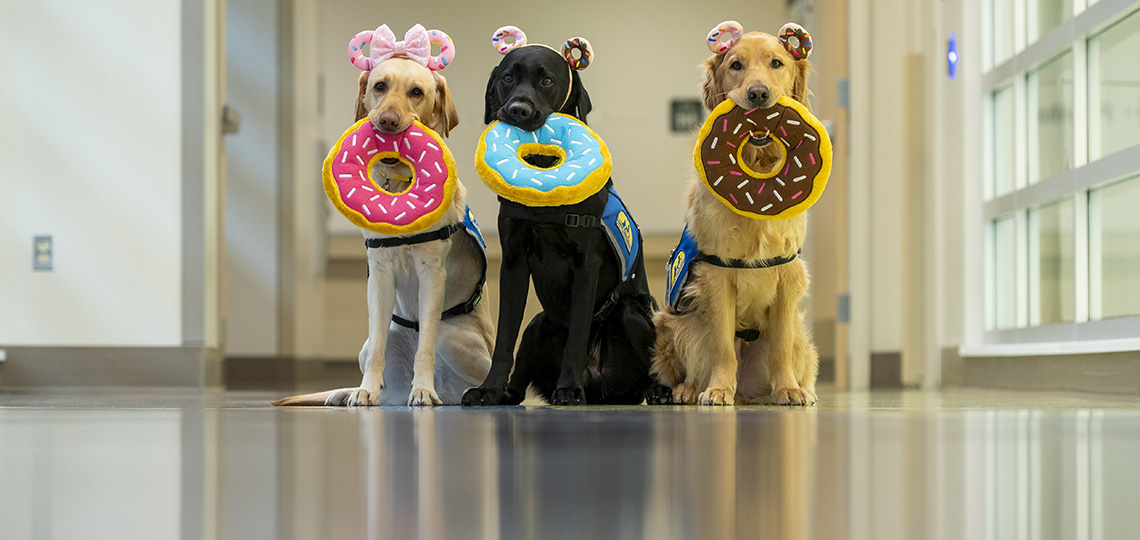 Two yellow labs, a black lab and a golden retriever sit with stuffed donut toys