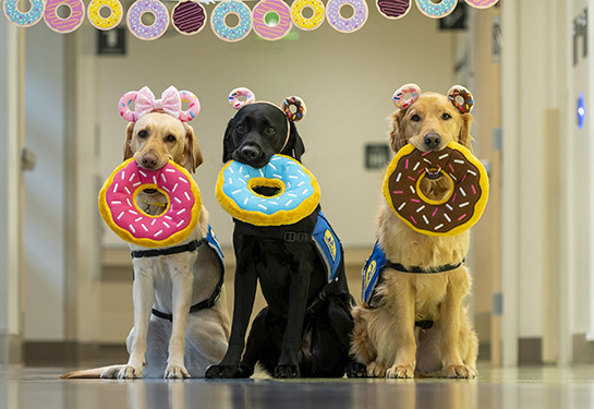 Two yellow labs, a black lab and a golden retriever sit with stuffed donut toys