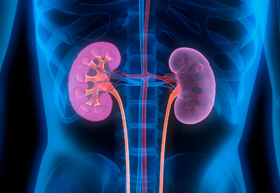 Animated picture with two kidneys and blue virus shaped balls near them