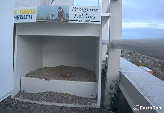 Two eggs are now in the peregrine falcon nest.