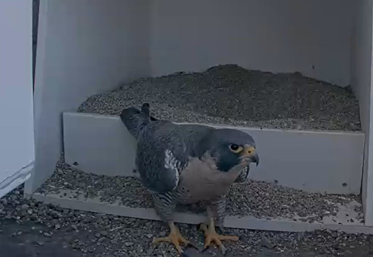 A peregrine falcon at UC Davis Health