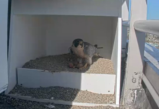 Three eggs are now in the peregrine falcon nest.