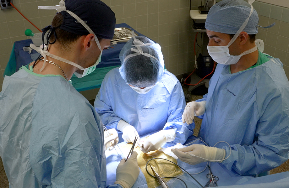 Surgeons perform a delicate procedure on Viggo under a drape on the operating room table, surrounded by three doctors. 