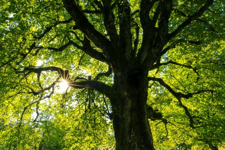 Big green tree with the sun piercing through the branches
